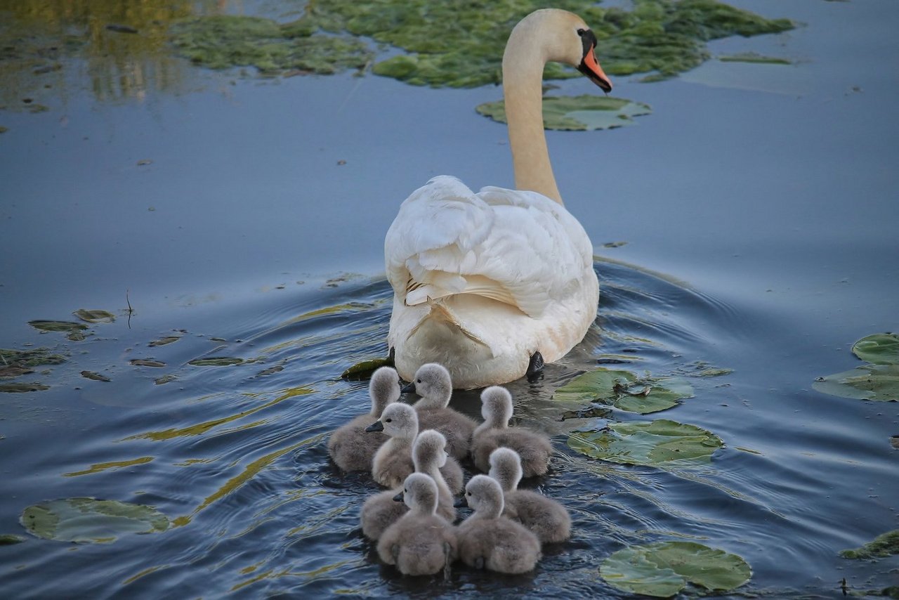 Swan family in the water