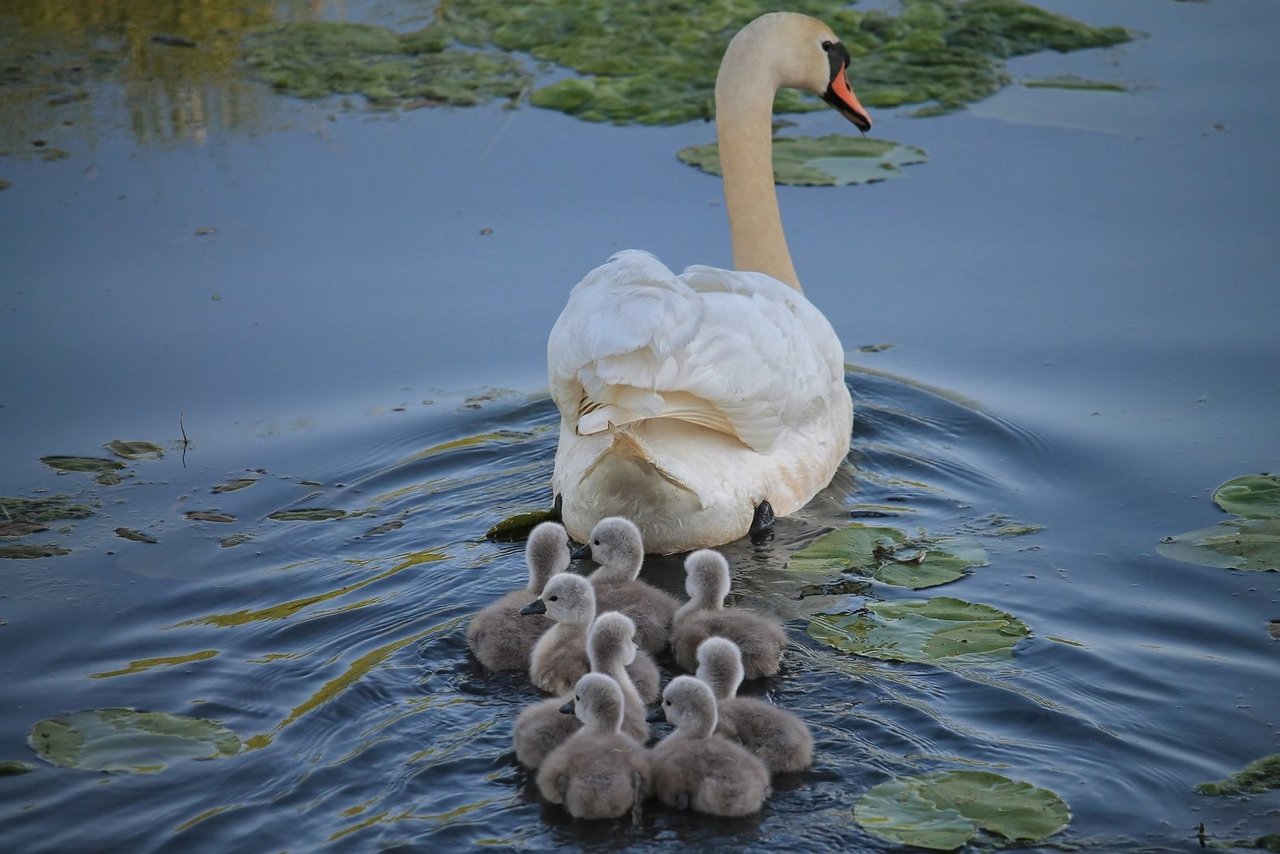 Schwanenfamilie im Wasser