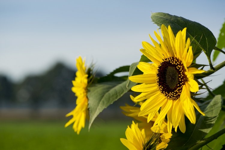 Sonnenblumen