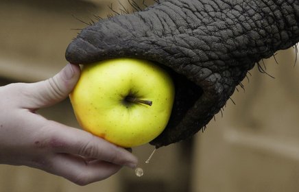 Ein Elefant nimmt mit seinem Rüssel einen Apfel aus einer Hand auf.