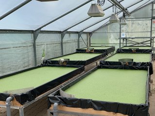 Wasserlinsenzucht auf umgebauten Pflanztischen an der Universität Göttingen