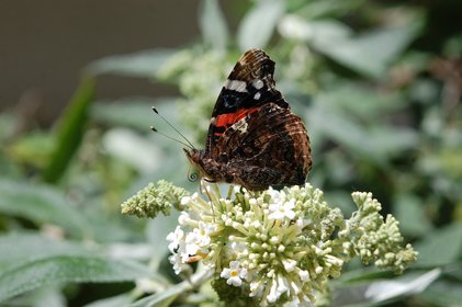 Schmetterling auf Liguster