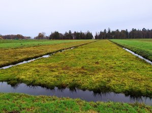 Paludikultur im Hankhauser Moor. Eine Moorfläche umgeben von wassergefüllten Gräben.