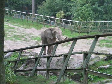 Afrikanischer Elefant im Zoogehege