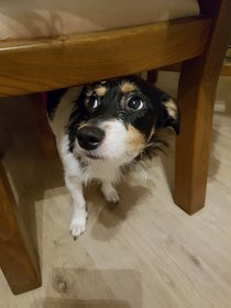 Ein süßer Hund schaut unter einem Stzhl hervor