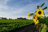 Grünes Feld, auf der rechten Seite sieht man ein paar Sonnenblumen