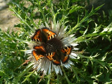 Mehrere Schmetterlinge sitzen auf einer Distel