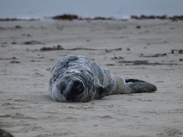 Robbe wälzt sich am Strand