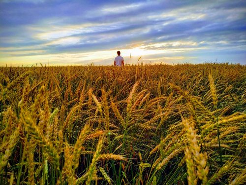 Ein junger Mann geht durch ein Weizenfeld unter blauem Himmel.