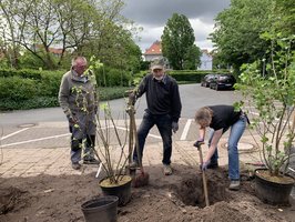 Drei Personen beim Einpflanzen eines Johannisbeerbusches.