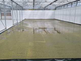 Kontrollierter Anbau von Wasserlinsen in einem Gewächshaus der Firma NOVAgreen in Großenkneten