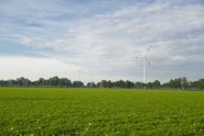 ein grünes Feld, im Hintergrund sind Windmühlen zu sehen.
