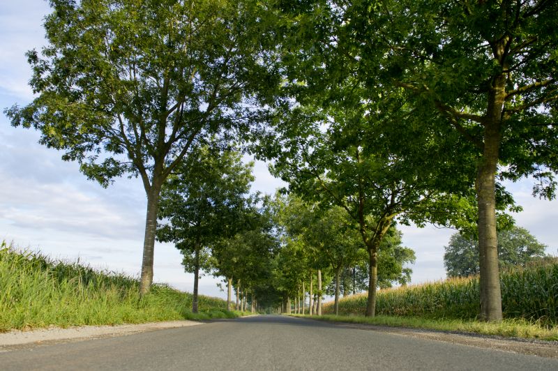 leere Straße mit Bäumen an den beiden Seiten