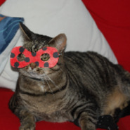 Kater mit Ladybug-Maske