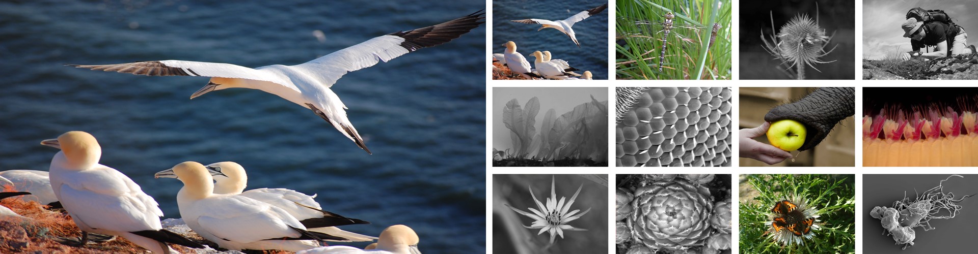 Flurposter: Die Zoologie ist farbig hervorgehoben