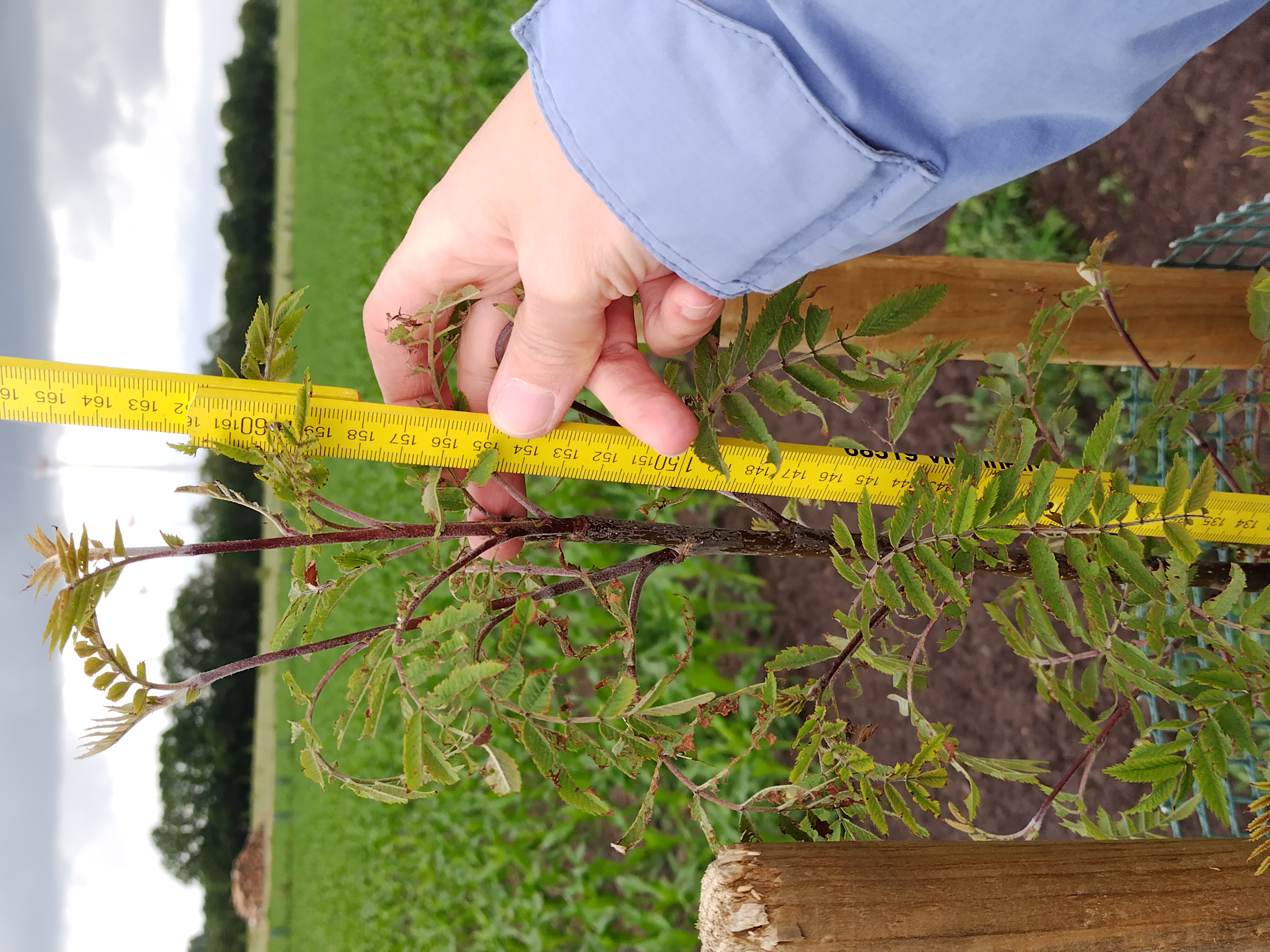 Besuch auf dem Feldtag beim Citizen Science Projekt Agroforst-Monitoring