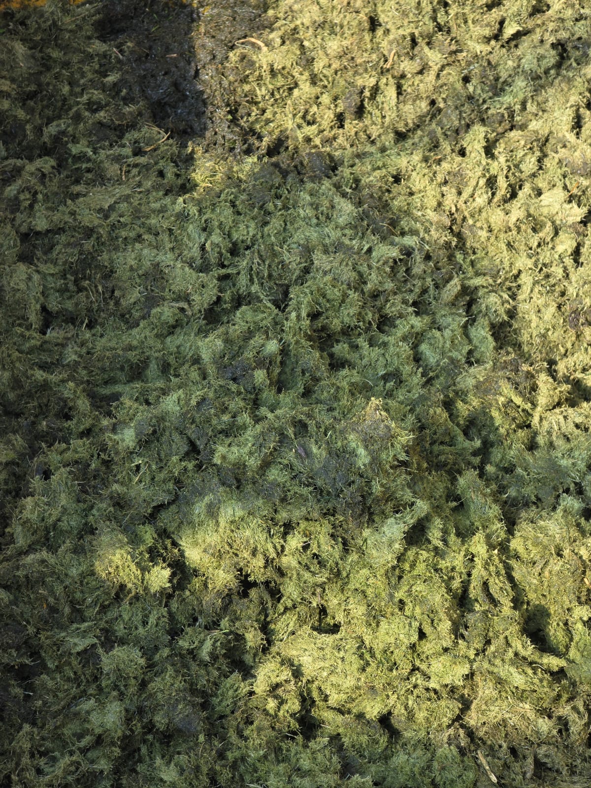 Einblicke in die Zukunft der Ernährung: Alternative Proteine in den Niederlanden