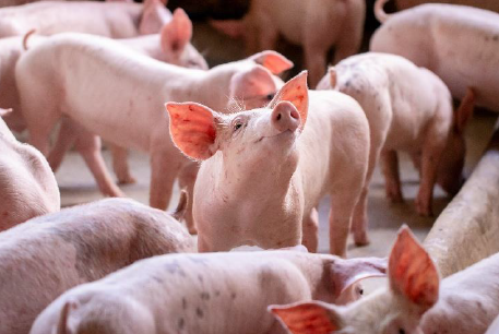 Tierwohl intelligent analysieren: REWE Group bündelt Expertise aus Praxis und Wissenschaft