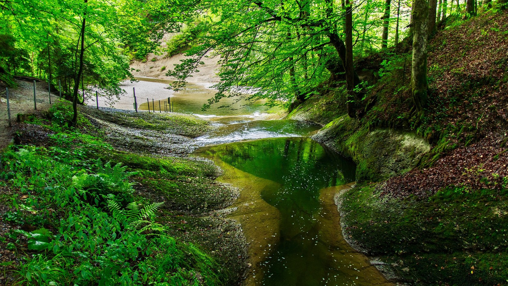 Einbau von Totholz in der Hase geplant