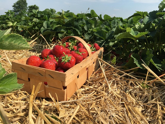 Ein Korb mit Erdbeeren auf einem Erdbeerfeld.